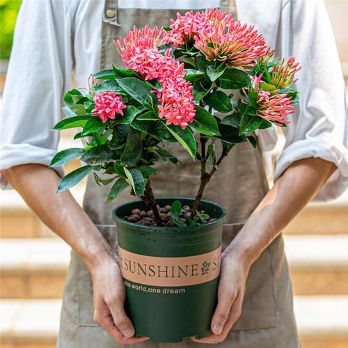 庭院大型盆栽选哪些好养又美观？-第2张图片-吾爱花网