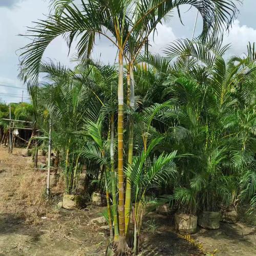 庭院大型盆栽选哪些好养又美观？-第3张图片-吾爱花网