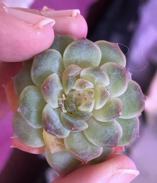 多肉叶子细菌感染水化-第1张图片-吾爱花网