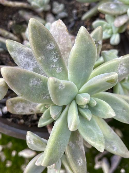 多肉叶子细菌感染水化-第3张图片-吾爱花网