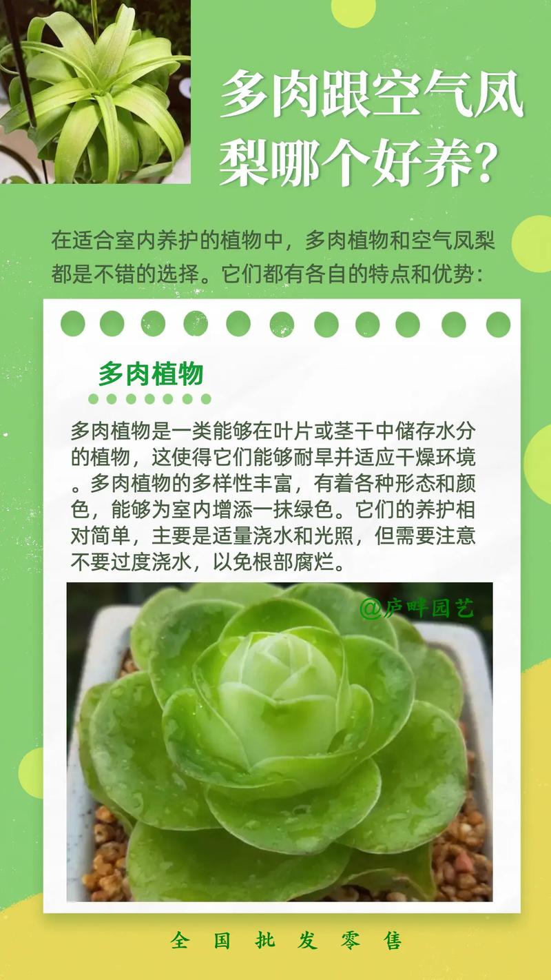 多肉养殖湿度多少最合适？-第1张图片-吾爱花网