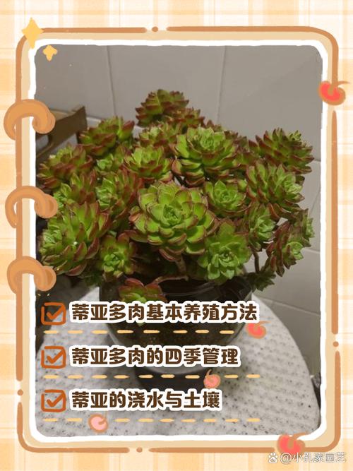 多肉养殖湿度多少最合适？-第3张图片-吾爱花网