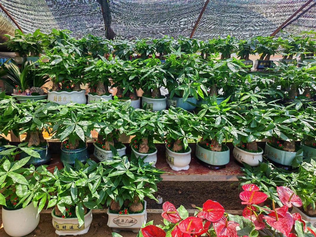 山东盆栽花卉种植中心有何特色品种？-第1张图片-吾爱花网