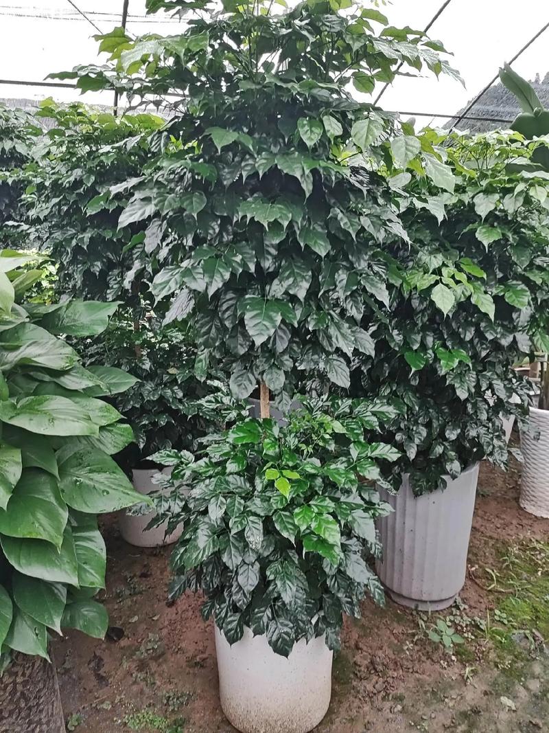 山东盆栽花卉种植中心有何特色品种？-第2张图片-吾爱花网