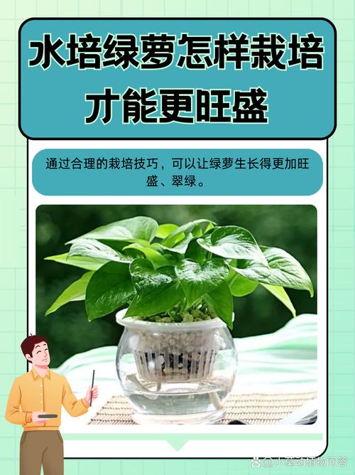 水培绿萝如何养才能更旺盛?-第2张图片-吾爱花网 水培绿萝如何养才能更旺盛?-第2张图片-吾爱花网