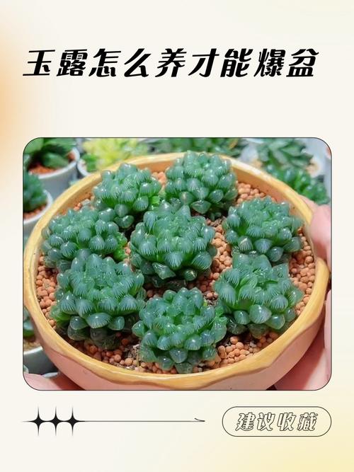 玉露多肉冬天怎么养护-第2张图片-吾爱花网