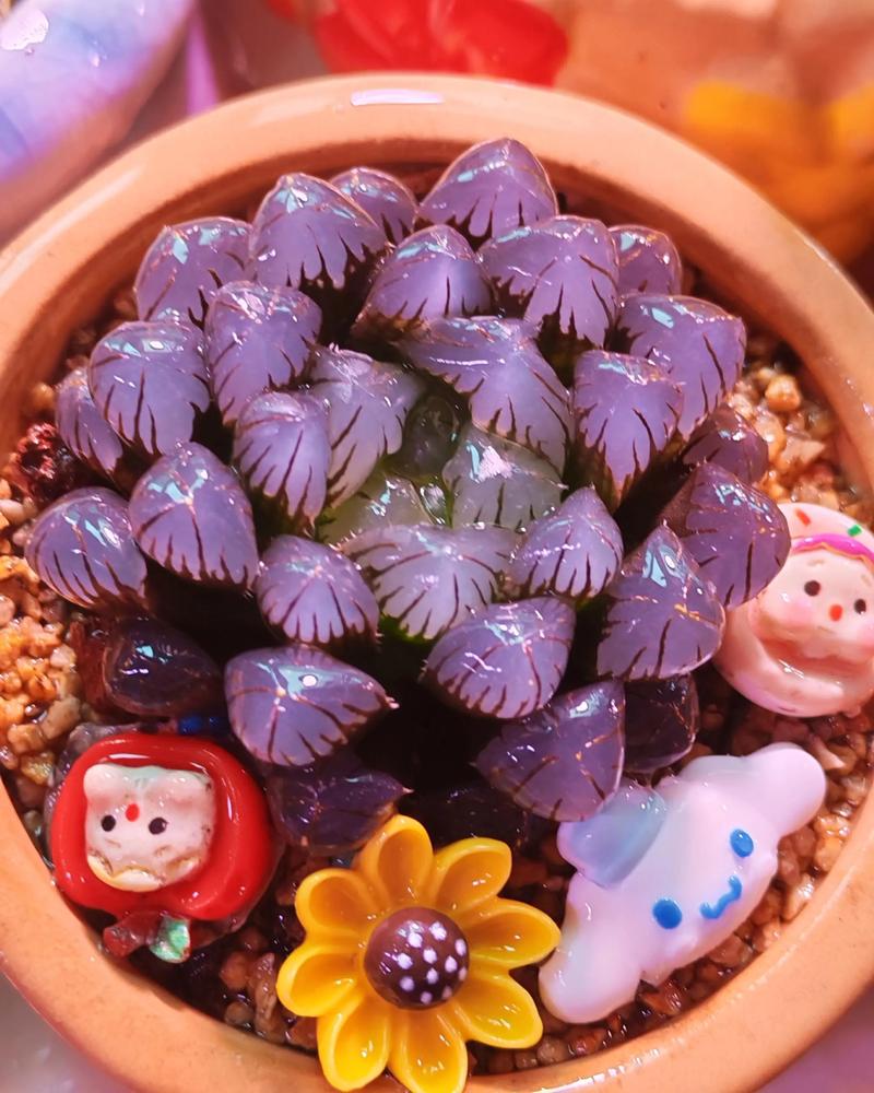 玉露多肉冬天怎么养护-第3张图片-吾爱花网