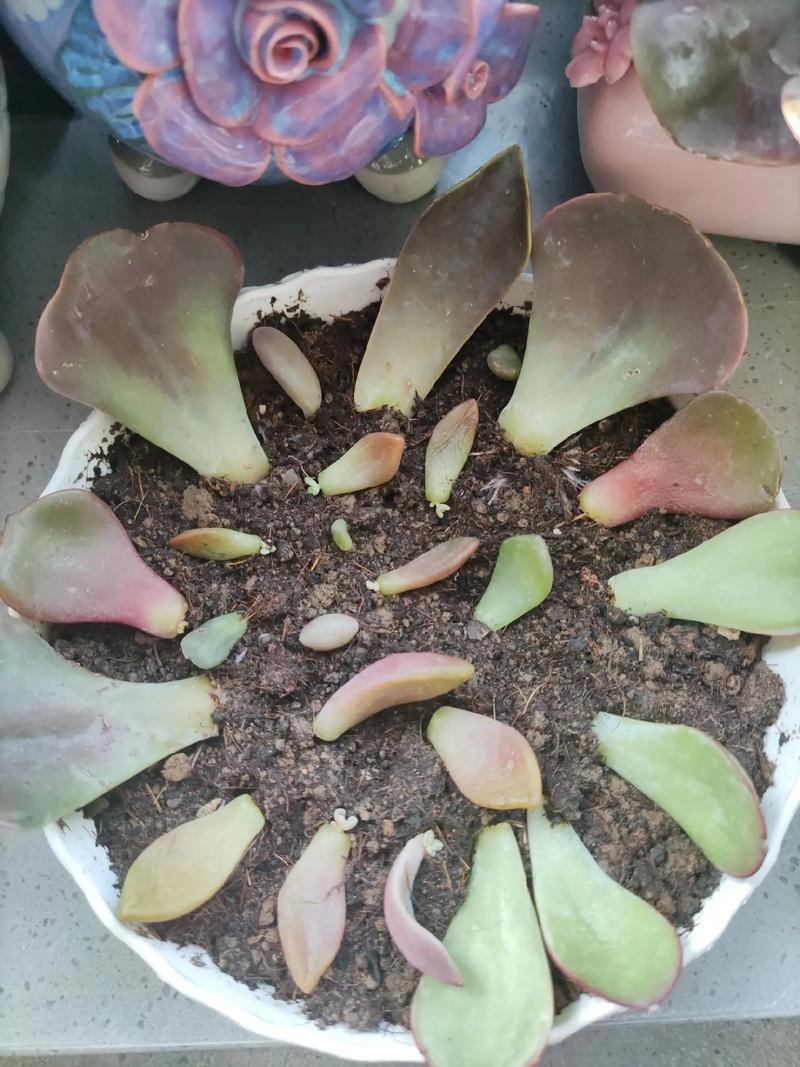 上海多肉叶子发芽，有哪些秘诀？-第1张图片-吾爱花网