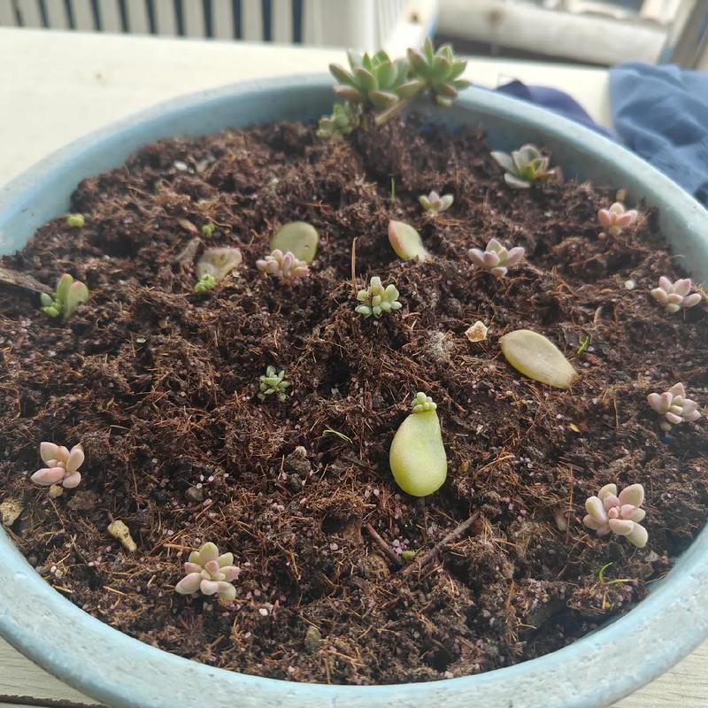 上海多肉叶子发芽，有哪些秘诀？-第2张图片-吾爱花网