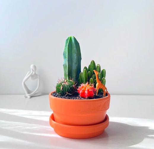 夏天多肉放室内养，如何避免徒长和化水？-第2张图片-吾爱花网