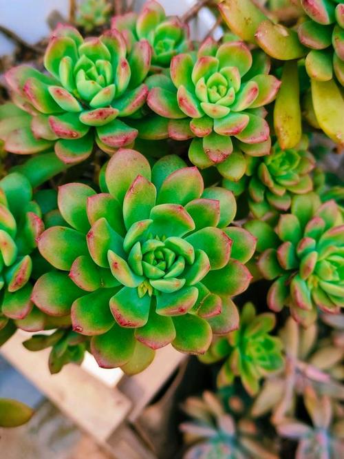 多肉法师氮肥怎么使用-第1张图片-吾爱花网