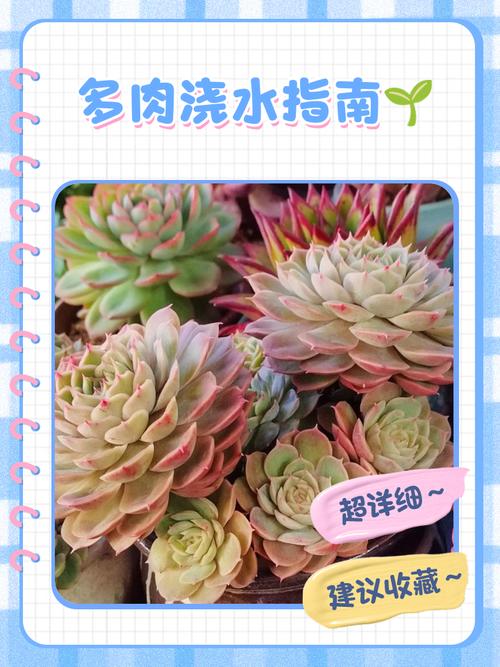 多肉法师氮肥怎么使用-第2张图片-吾爱花网