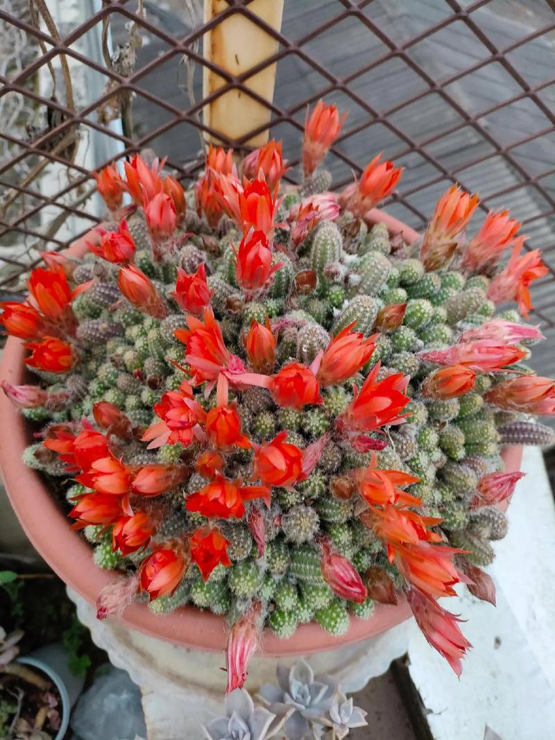 白檀怎么养才能长得粗壮？-第1张图片-吾爱花网