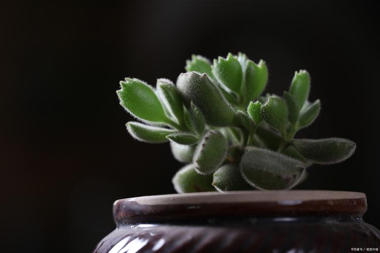 白檀怎么养才能长得粗壮？-第3张图片-吾爱花网