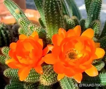 白檀怎么养才能长得粗壮？-第2张图片-吾爱花网