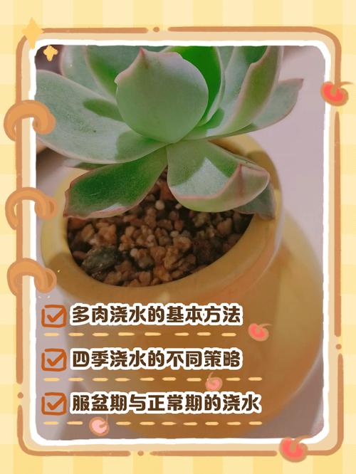 多肉发芽后多久该浇水？-第1张图片-吾爱花网