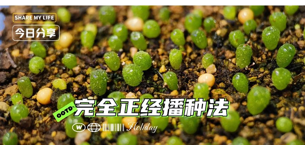 多肉发芽后多久该浇水？-第2张图片-吾爱花网