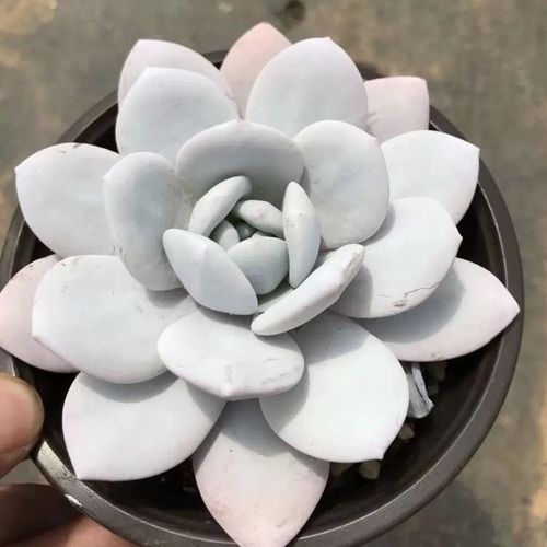 雪莲多肉是哪个科属的品种？-第1张图片-吾爱花网