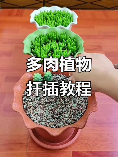 多肉植物如何自我繁殖-第2张图片-吾爱花网