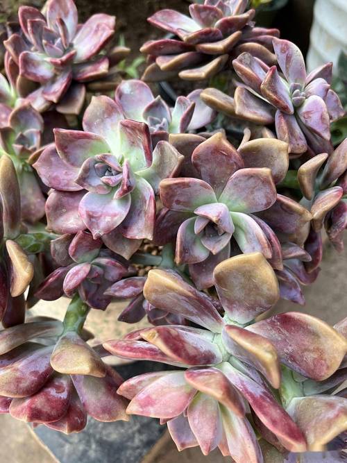 多肉初恋品种图片有哪些？-第1张图片-吾爱花网