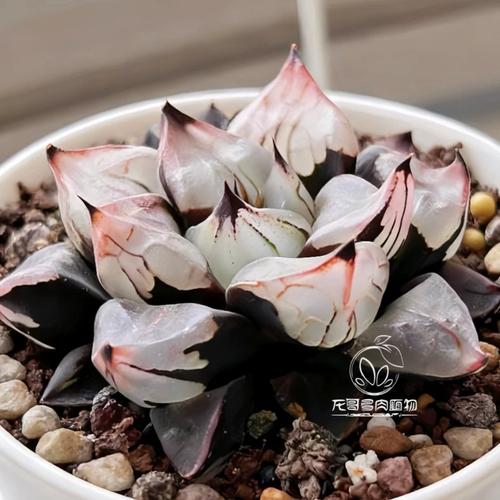 多肉初恋品种图片有哪些？-第3张图片-吾爱花网