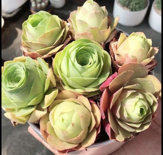 莲花掌开花后会死吗？-第1张图片-吾爱花网