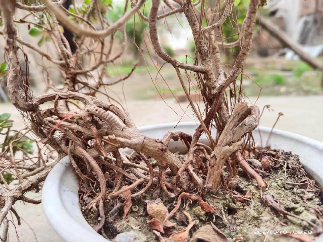 莲花掌开花后会死吗？-第3张图片-吾爱花网