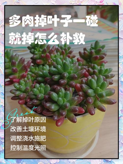 多肉叶子裂了怎么补救-第1张图片-吾爱花网