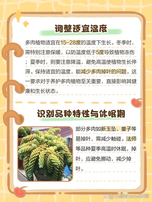 多肉叶子裂了怎么补救-第2张图片-吾爱花网