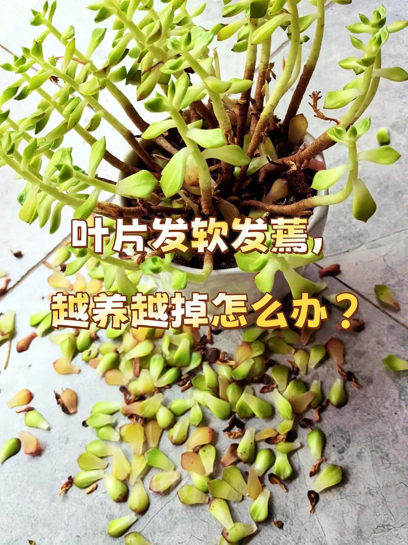 多肉叶子裂了怎么补救-第3张图片-吾爱花网