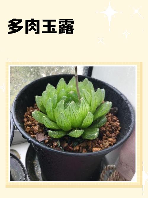 玉露徒长怎么办？如何有效预防？-第1张图片-吾爱花网