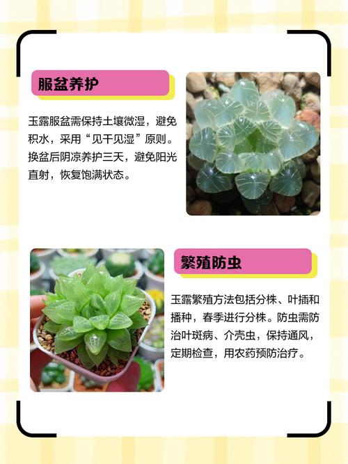 玉露徒长怎么办？如何有效预防？-第2张图片-吾爱花网