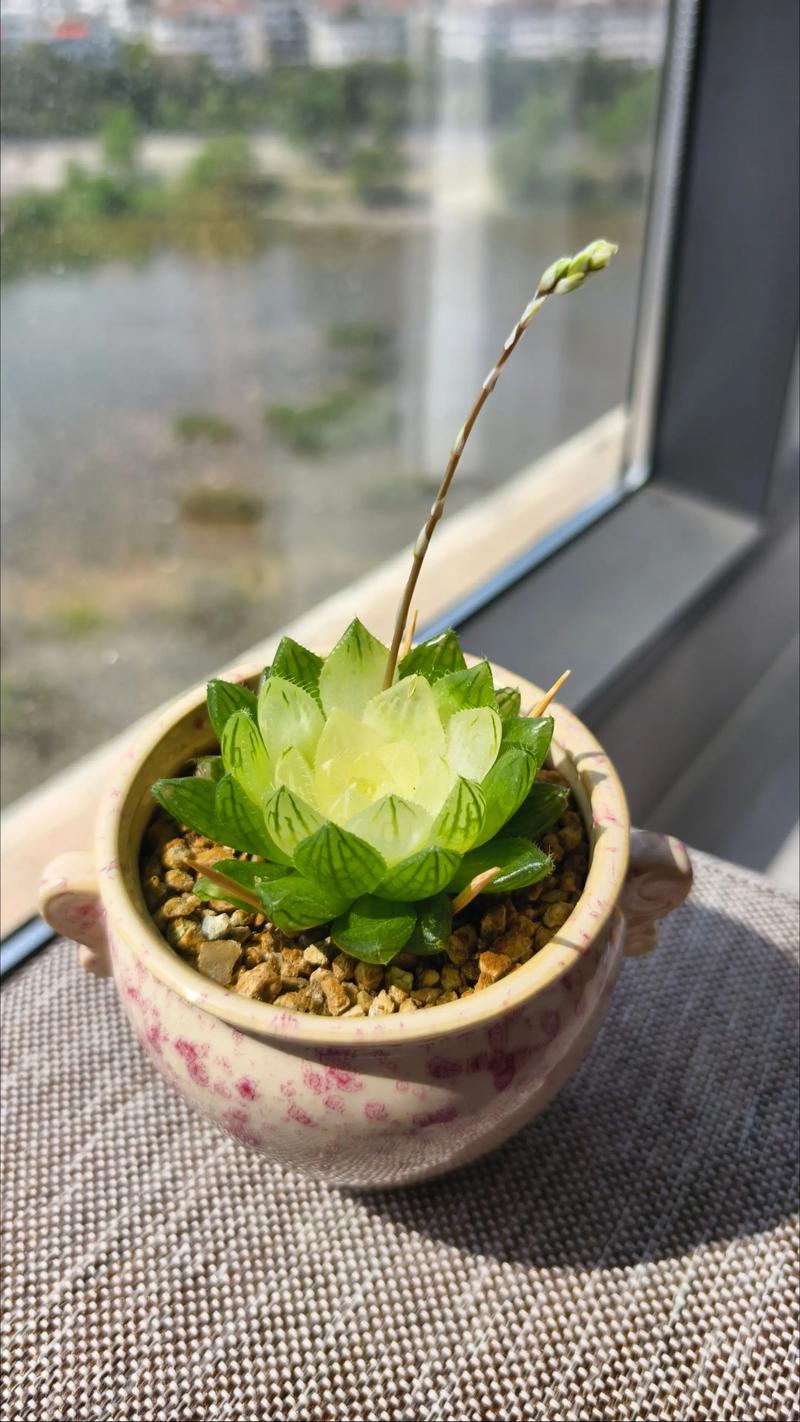 玉露徒长怎么办？如何有效预防？-第3张图片-吾爱花网