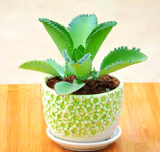 不用盆栽的植物有哪些-第2张图片-吾爱花网