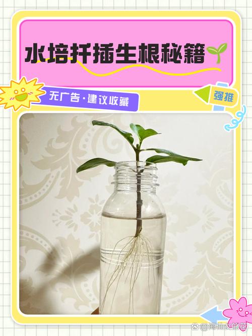 土培转水培，根系为何缕不顺？-第2张图片-吾爱花网