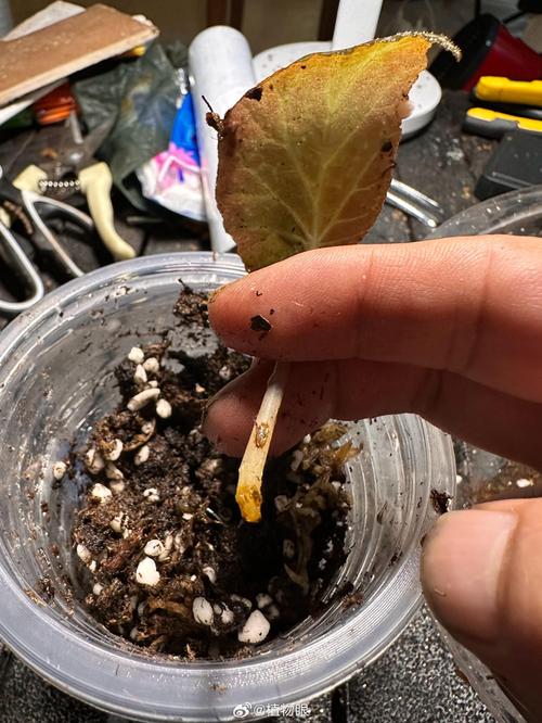 土培转水培，根系为何缕不顺？-第1张图片-吾爱花网