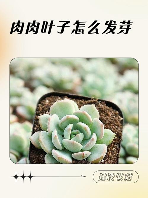 多肉叶子培植多久发芽-第1张图片-吾爱花网