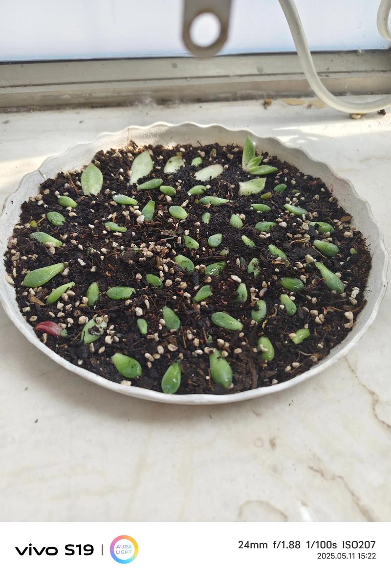 多肉叶子培植多久发芽-第3张图片-吾爱花网