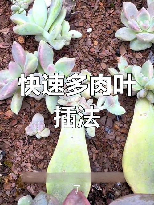 多肉叶子培植多久发芽-第2张图片-吾爱花网