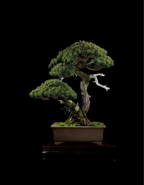 盆栽黑色的是什么品种？-第1张图片-吾爱花网