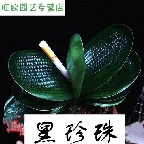 盆栽黑色的是什么品种？-第2张图片-吾爱花网