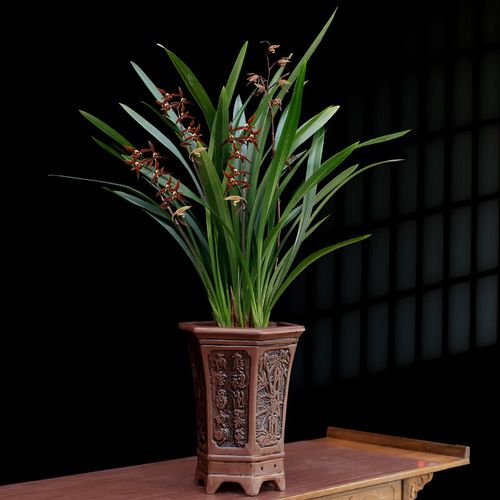 盆栽黑色的是什么品种？-第3张图片-吾爱花网