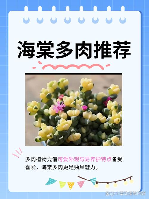 龙须海棠怎么养才爆盆？-第1张图片-吾爱花网