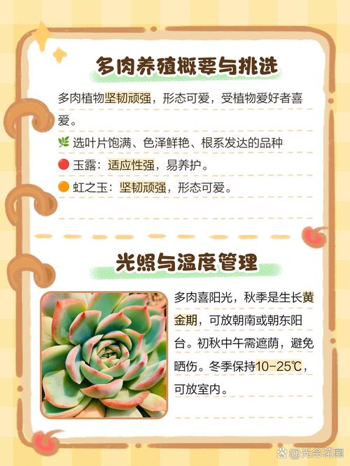 龙须海棠怎么养才爆盆？-第3张图片-吾爱花网