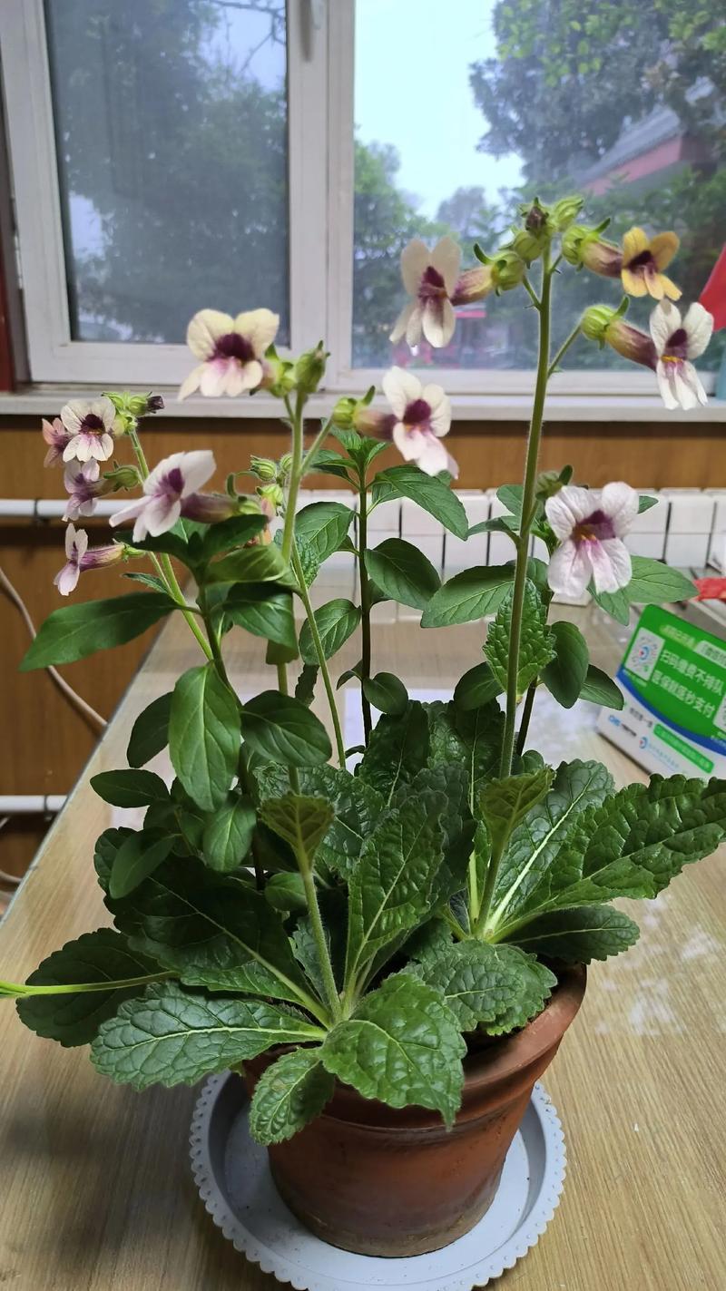 适合盆栽观赏的中草药-第1张图片-吾爱花网