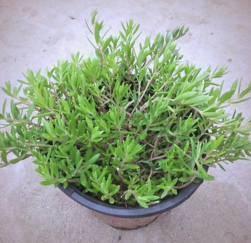 适合盆栽观赏的中草药-第2张图片-吾爱花网