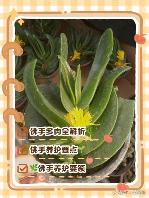 多肉佛手怎么养？图片教你技巧-第1张图片-吾爱花网