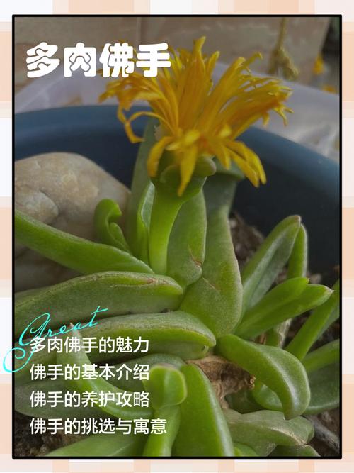 多肉佛手怎么养？图片教你技巧-第2张图片-吾爱花网