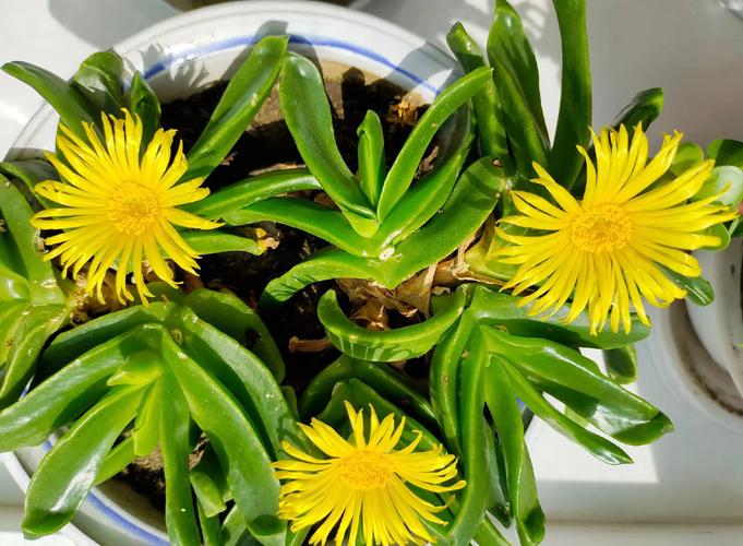 多肉佛手怎么养？图片教你技巧-第3张图片-吾爱花网