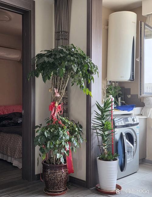 阳台东面盆栽如何摆放才旺风水？-第2张图片-吾爱花网